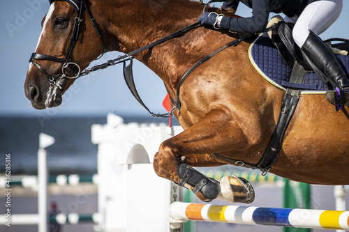 Horse Jumping, Equestrian Sports, Show Jumping themed photo. Fototapeta