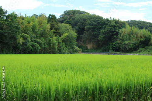 日本の夏の風景 兵庫県神戸市郊外の田んぼの稲穂