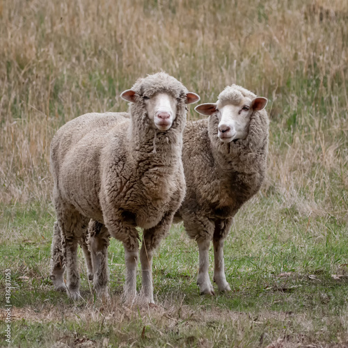 Two curious Merino sheep in a grassy paddock - Victoria, Australia