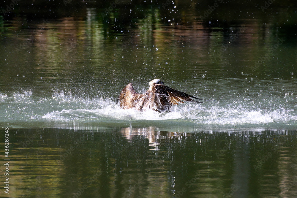 Fototapeta premium ミサゴ