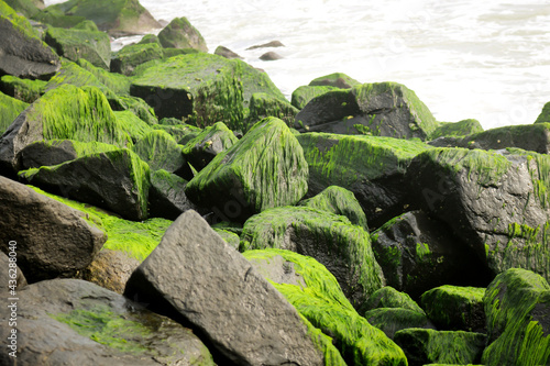 Algae is an informal term for a large and diverse group of photosynthetic eukaryotic organisms