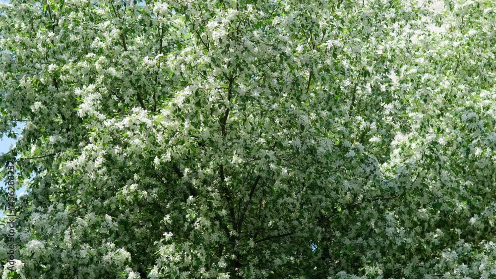 Blooming white apple tree flowers in spring background, bright sunny day. selective focus Blooming white apple tree flowers in spring background, bright sunny day. selective focus