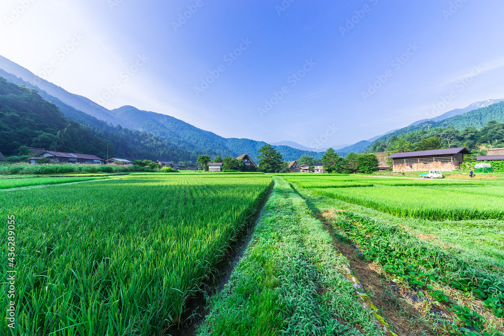 夏の白川郷もいいもんだ。 夏の白川郷もいいもんだ。