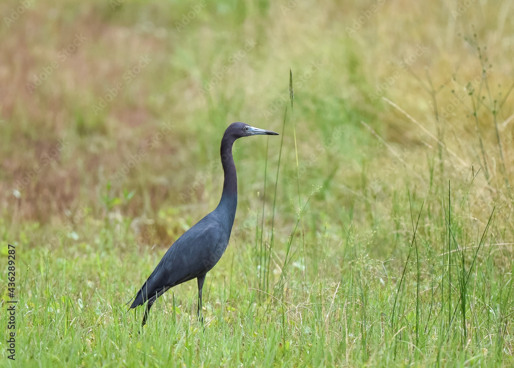 Fototapeta premium little blue heron ardea cinerea