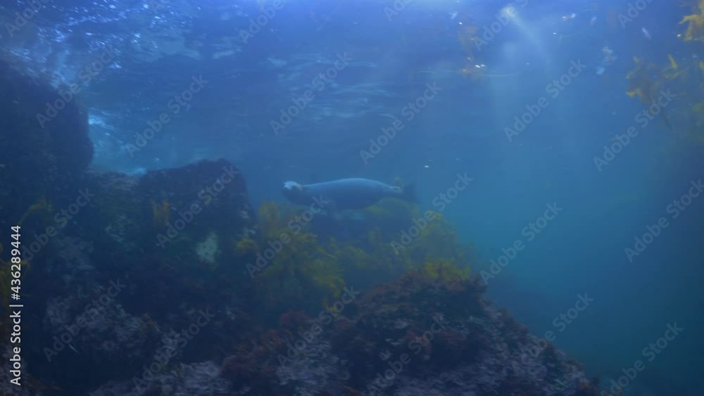 custom made wallpaper toronto digitalSeal Swimming In Sea By Rocks In Kelp Forest - Monterey, California