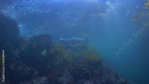 Wallpaper Mural Seal Swimming In Sea By Rocks In Kelp Forest - Monterey, California Torontodigital.ca