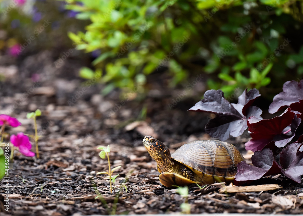 box turtle in garden box turtle in garden