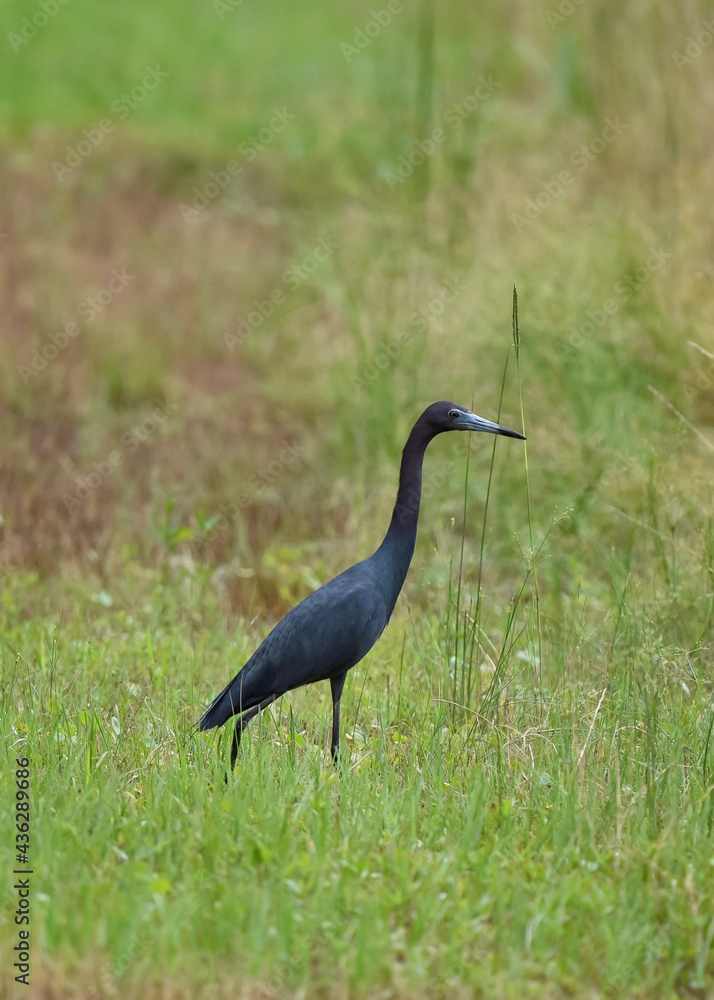Fototapeta premium little blue heron