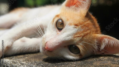 Closeup little cat looking in outside