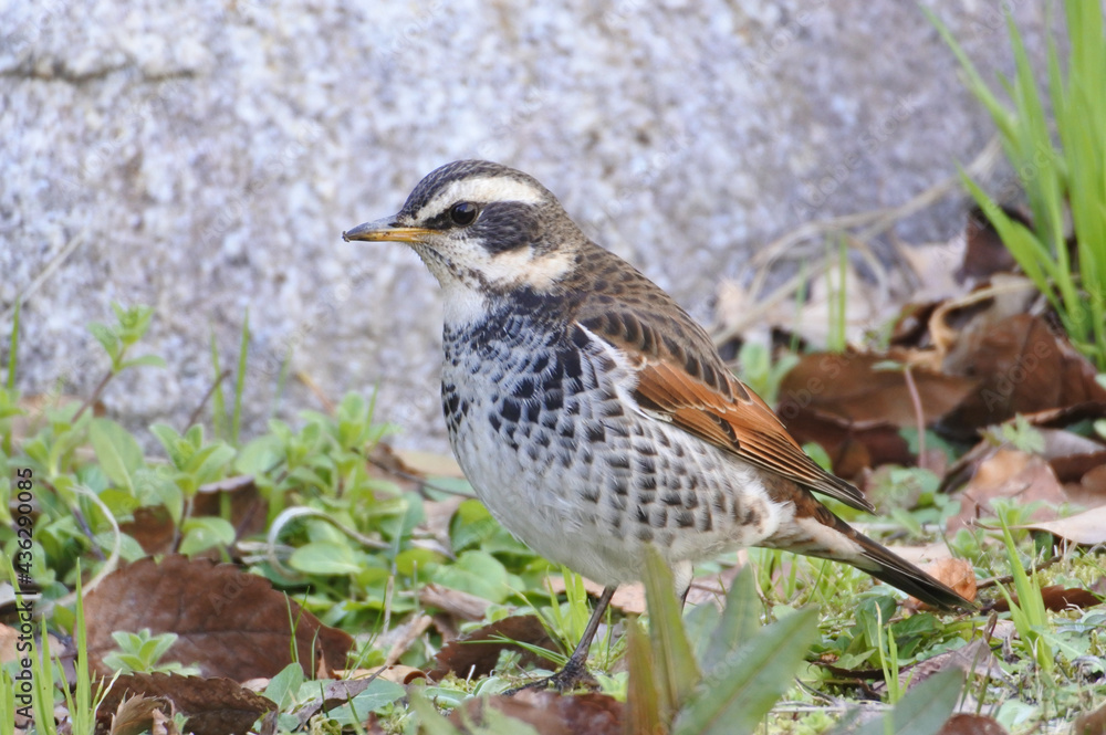 Dusty thrush has stopped looking for food and keeps eye out around him. Dusty thrush has stopped looking for food and keeps eye out around him.