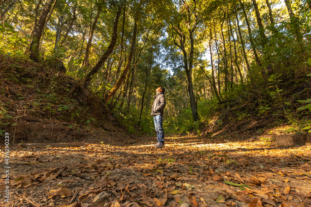 Fototapeta premium bosque