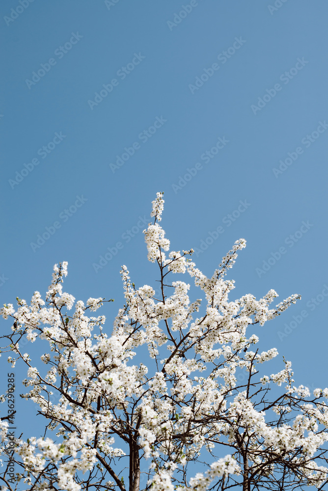 Blooming tree against the blue sky, copy space. Branches with small white flowers. Apple tree with white petals. Spring time. Vertical view Blooming tree against the blue sky, copy space. Branches with small white flowers. Apple tree with white petals. Spring time. Vertical view