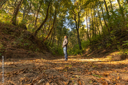 Wallpaper Mural bosque Torontodigital.ca