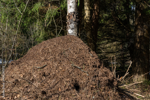 Large ant hill in the spring forest.