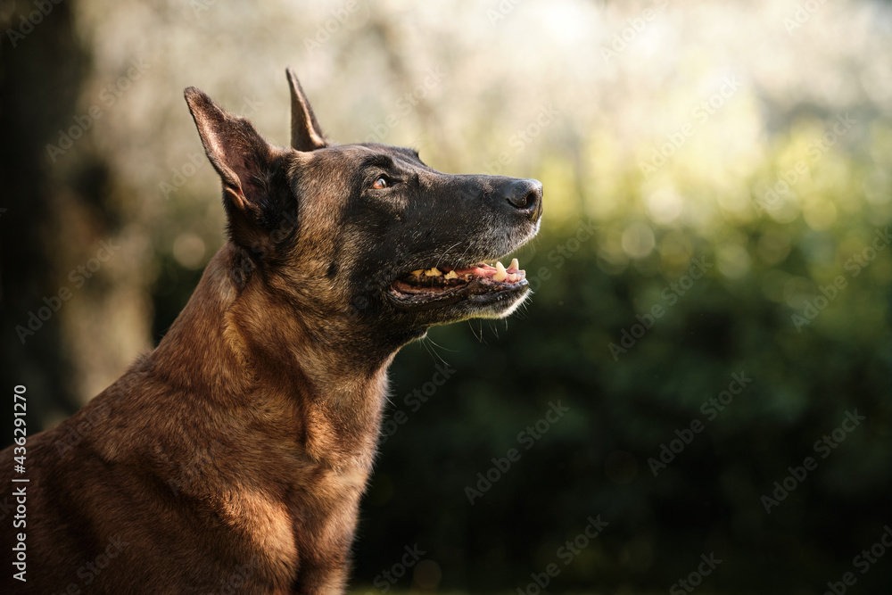 Cane malinois 2024