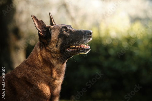 Tableau sur toile Ritratto Cane Pastore belga malinois