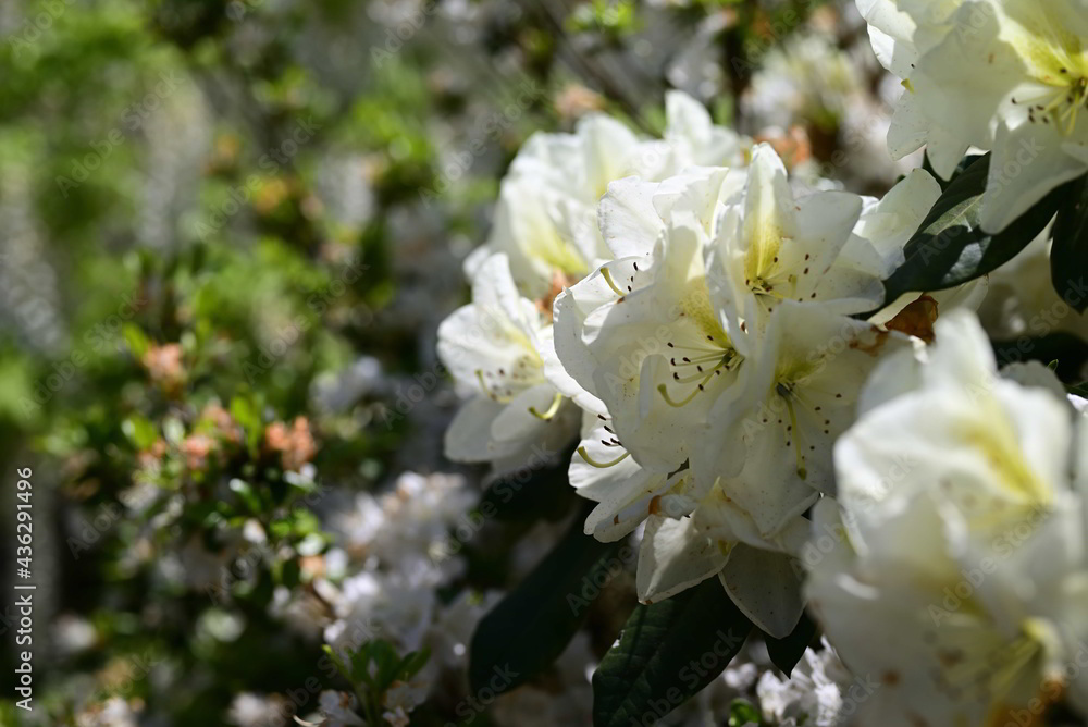 あしかがフラワーパークの花 あしかがフラワーパークの花