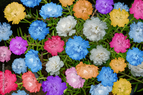 Multi color Table Rose, Top view photography, Moss-rose garden © MILJU