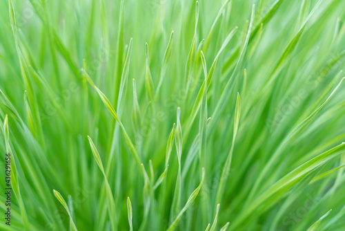 green grass close up as background macro