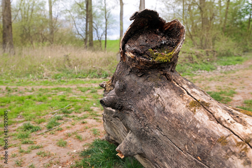 Alter abgestorbener Baum photo