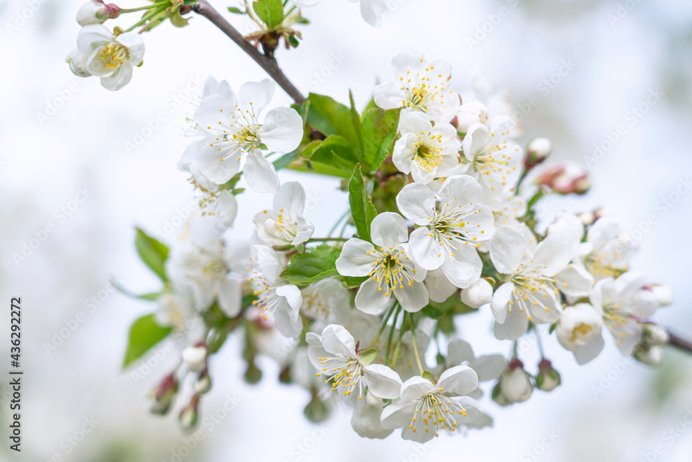Flowers of the cherry blossoms on a spring day background