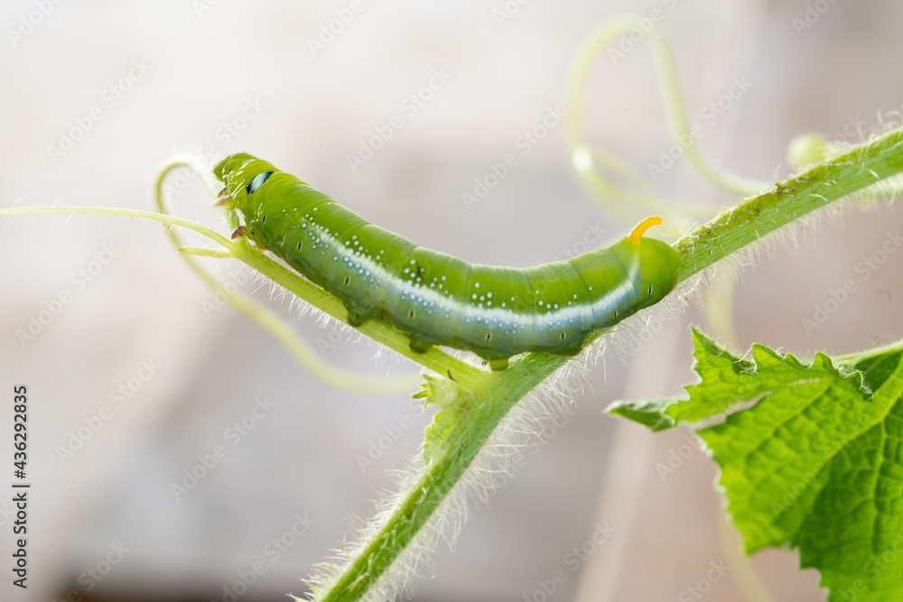 Naklejka premium Close-up beautiful caterpillar of butterfly. Macro shots, Beautiful nature scene.