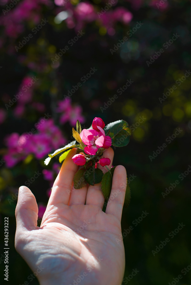 Hand touching a pink petal, close-up. Blooming beautiful flower. Man holds cherry tree blossom, selective focus. Low key