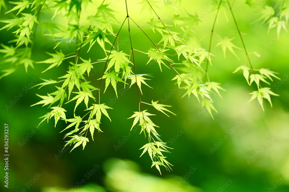 日に輝く青もみじ 青楓 ecoのイメージ 日に輝く青もみじ 青楓 ecoのイメージ