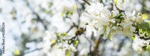 Spring banner, copy space. White petals on a branch close-up. Blooming tree on a sunny day. White blossoming flowers, springtime
