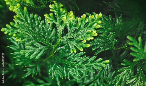 Natural Leaf Texture Background. Closeup of Green Juniper Chinensis Leaf. Top View