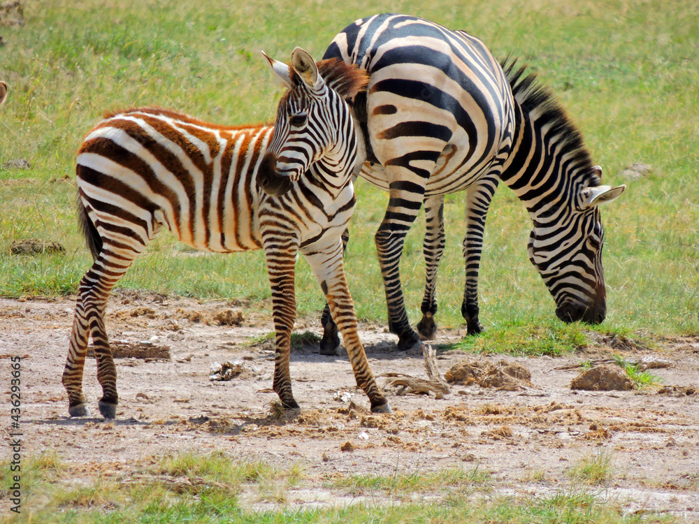 mother zebra and her colt grazing in amboseli national park, kenya, africa mother zebra and her colt grazing in amboseli national park, kenya, africa