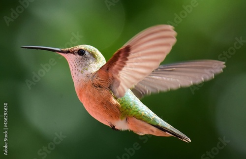 close up of pretty female rufous hummingbird in flight in summer in broomfield, colorado