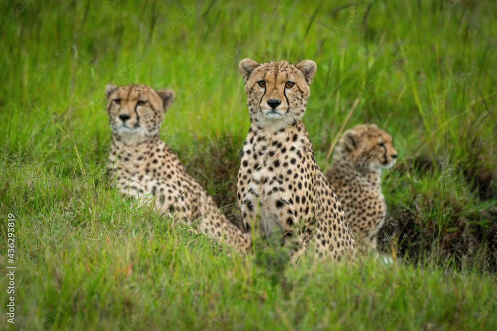 Coalition of cheetah sits in grassy gully Coalition of cheetah sits in grassy gully