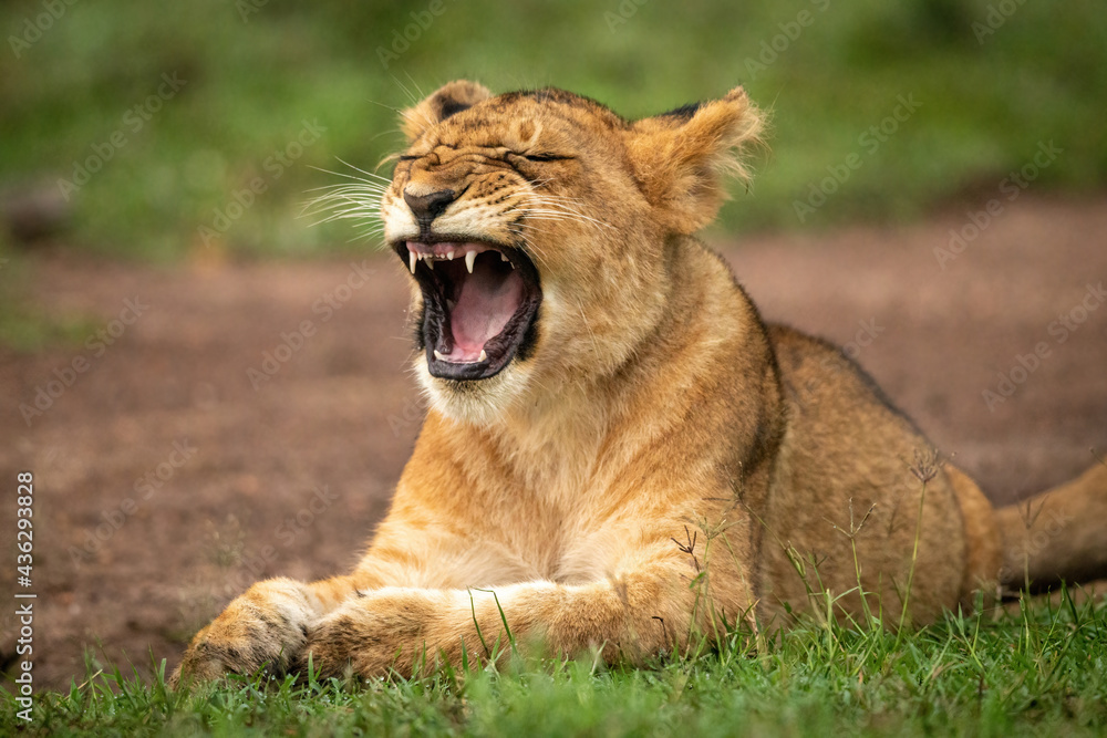 Fototapeta premium Close-up of yawning lion cub on grass