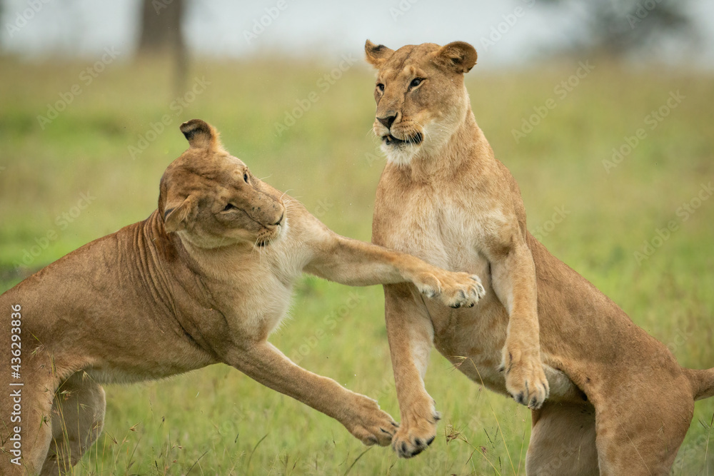 Fototapeta premium Close-up of two lionesses on hind legs