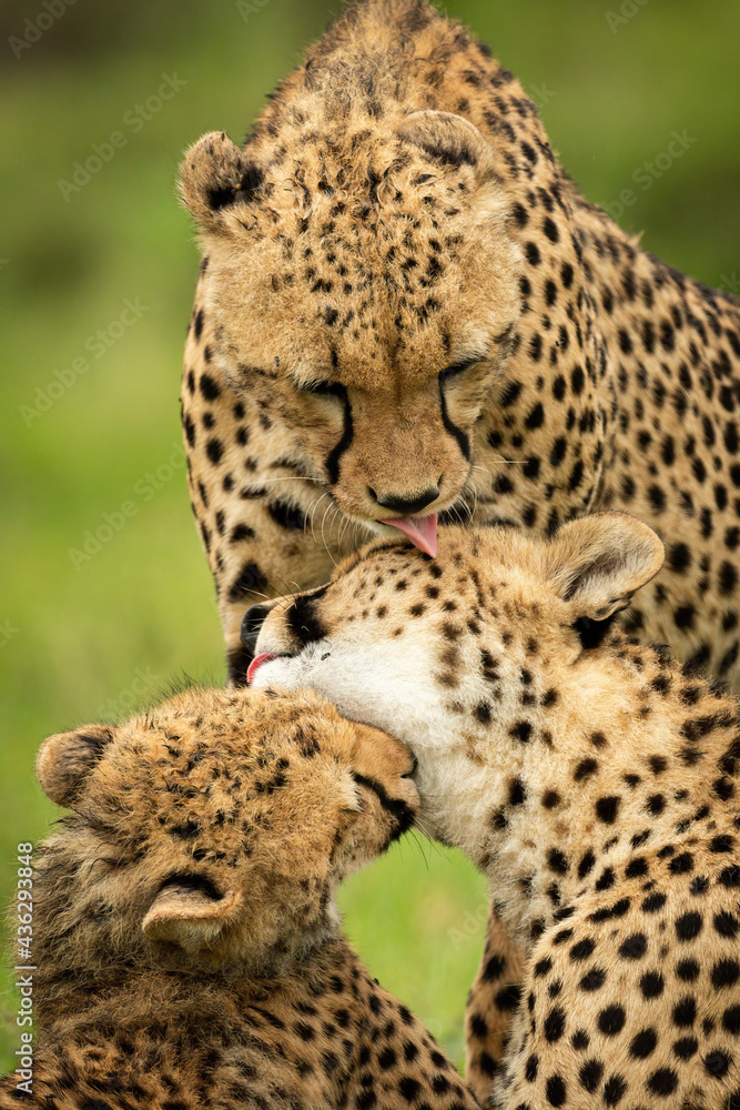 Close-up of three cheetahs licking each other Close-up of three cheetahs licking each other