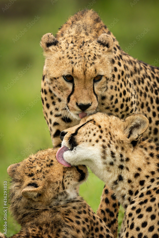 Close-up of three cheetahs washing each other Close-up of three cheetahs washing each other