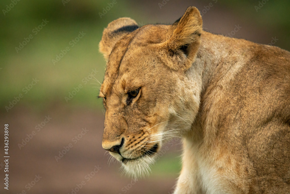 Close-up of lioness sitting looking at ground Close-up of lioness sitting looking at ground
