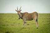 Common eland stands on grass eyeing camera