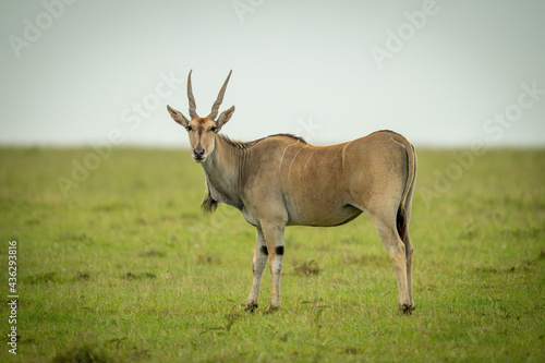 Common eland stands on grass eyeing camera