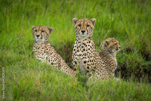 Coalition of cheetah sits in grassy gully