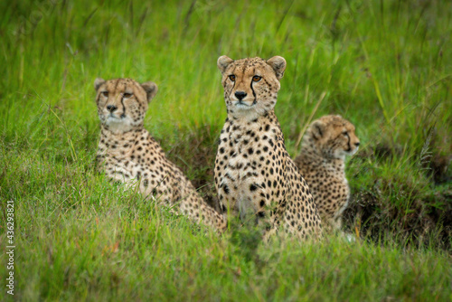 Coalition of cheetah sits in grassy ditch