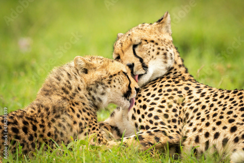 Close-up of two cheetahs licking each other © Nick Dale