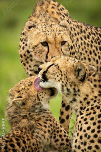 Close-up of three cheetahs cleaning each other