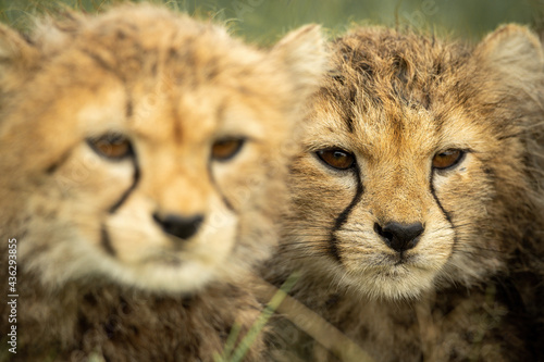 Close-up of two cheetah cubs sitting together