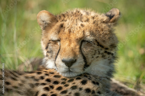 Close-up of sleepy cheetah cub on grass