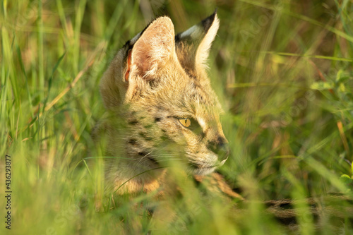 Close-up of serval sitting in long grass photo