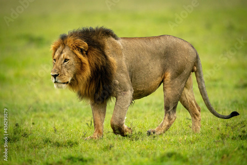 Close-up of male lion walking lifting paw