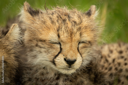 Close-up of sleepy cheetah cub beside another