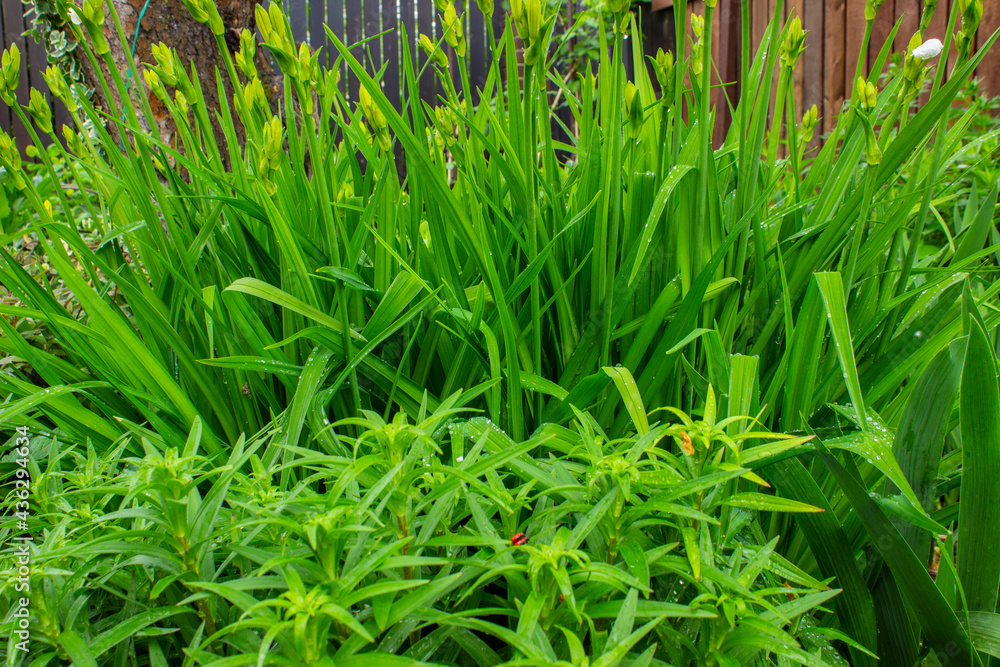 Fototapeta premium Nature Background of a green Phleum grass. Field with a high Timothy grass with selective focus. Wide Screen Web banner With Copy Space